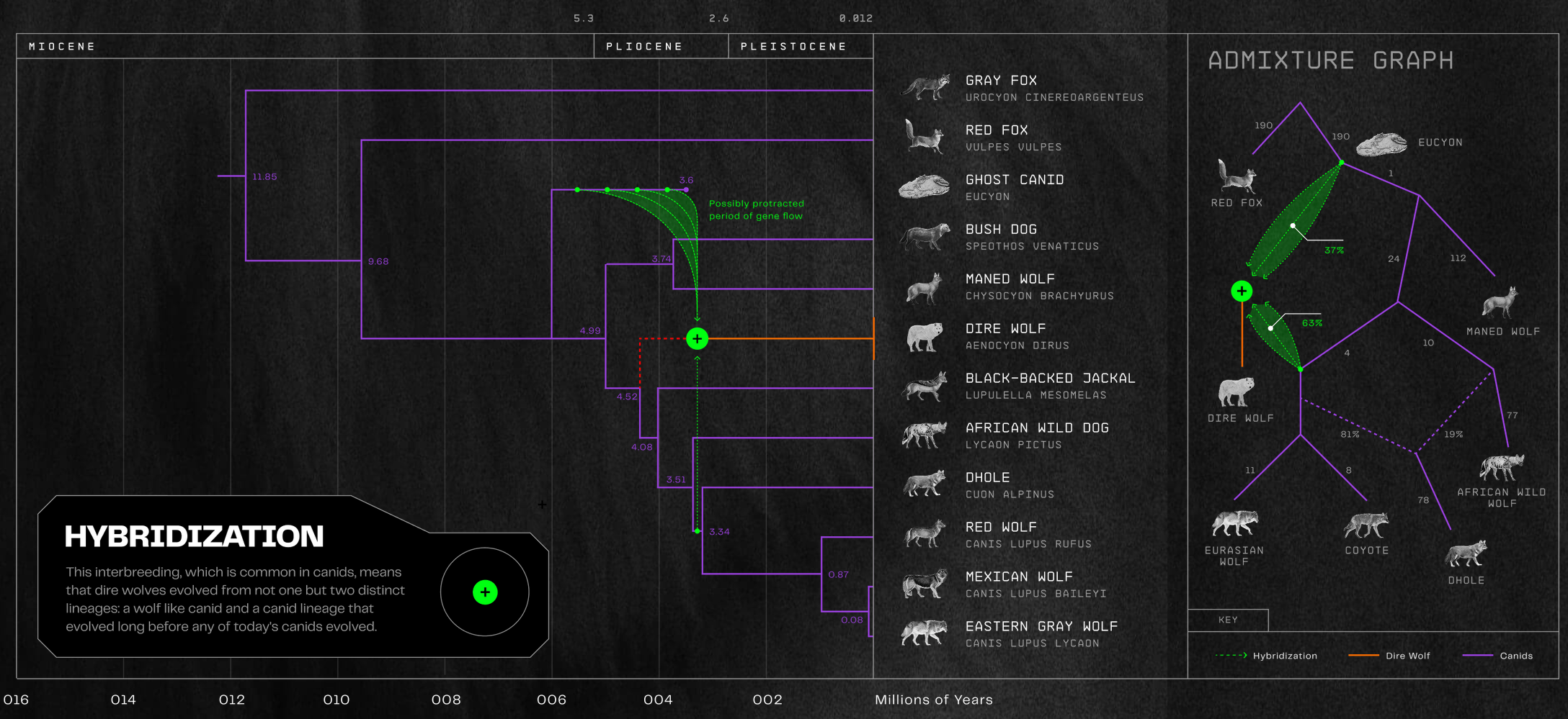 A figure showing a predominantly purple phylogenetic tree on a black background to the left, and an admixture graph on the right. In the tree on the left, the dire wolf lineage is highlighted in red. There are green lines moving from what they call a ghost canid and from the ancestor of the dhole, grey wolf, and red wolf to the dire wolf lineage.