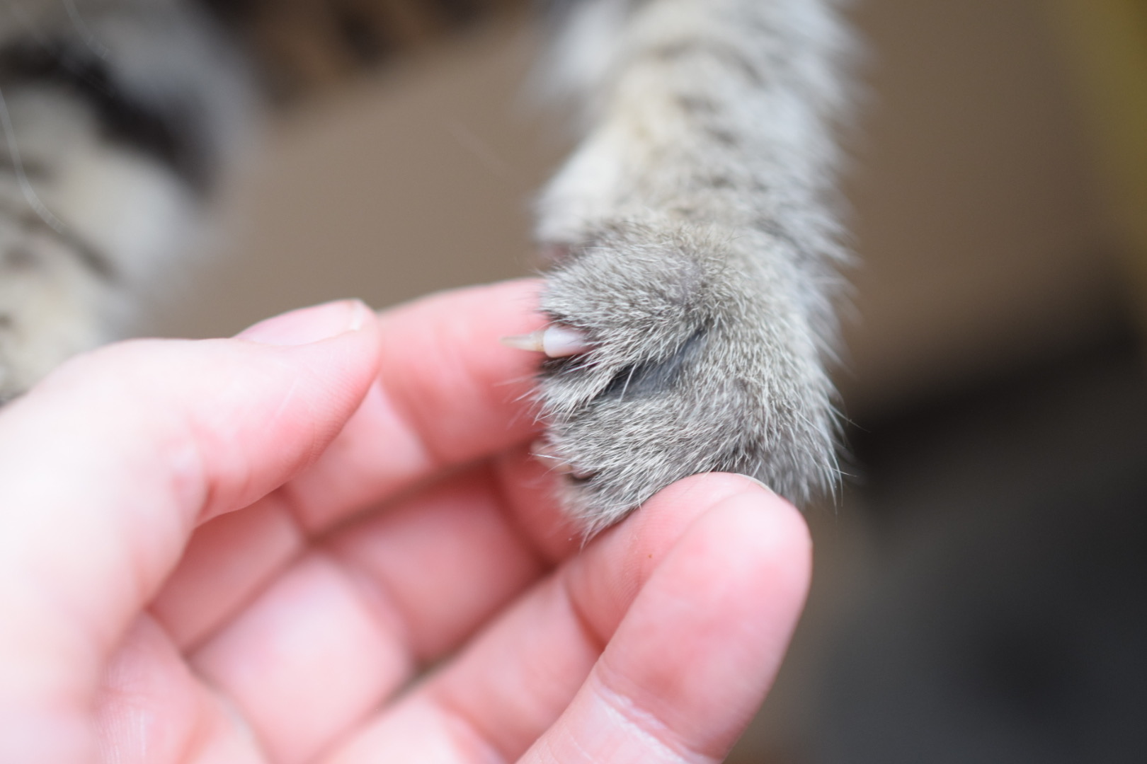 A close-up of a kitten's paw, curled around the fingertips of a white person's hand. One claw is visible, extended such that you can see the base of the claw.