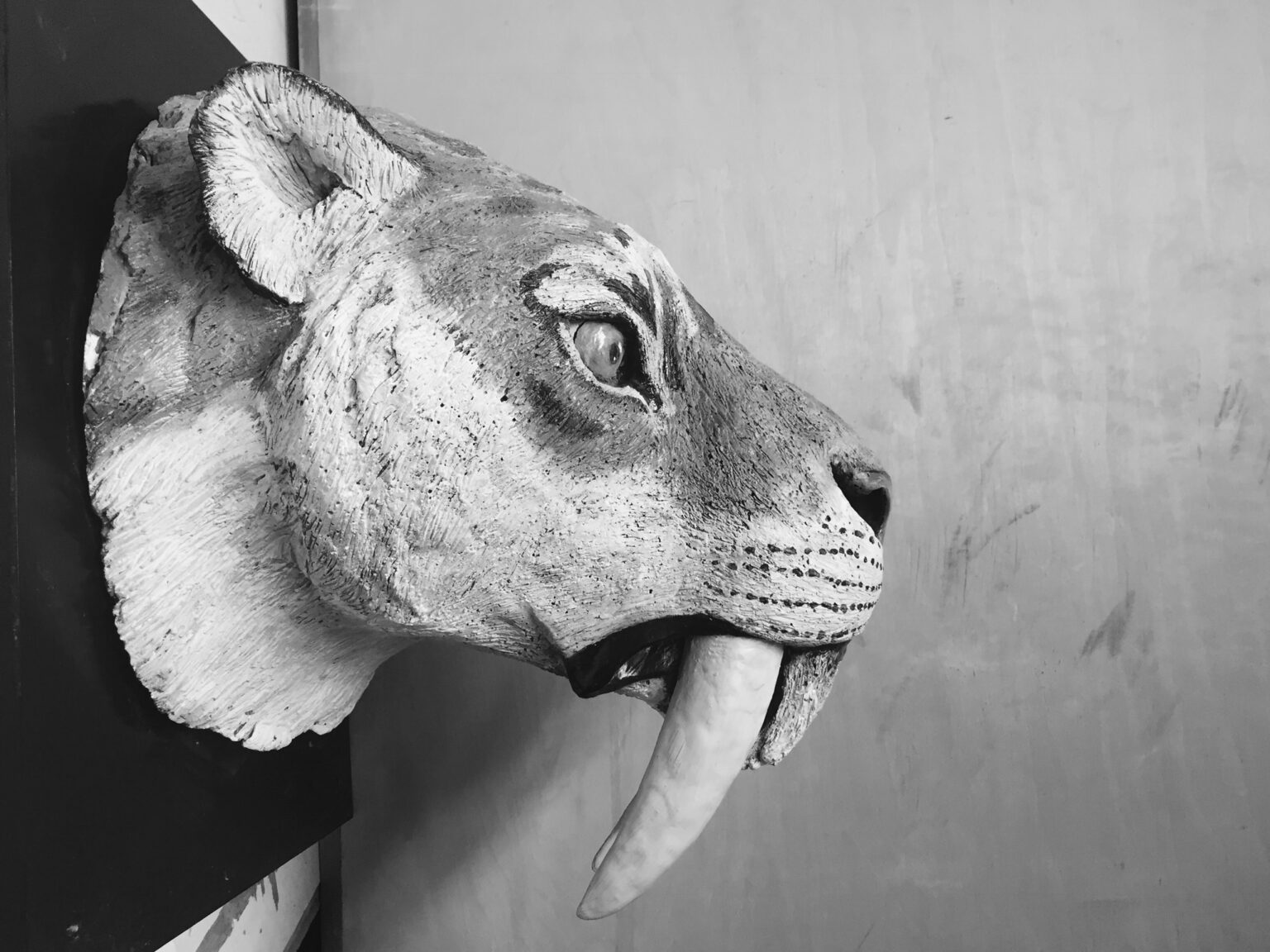 Black-and-white photograph of a sculpture of the sabre-toothed cat Smilodon fatalis.