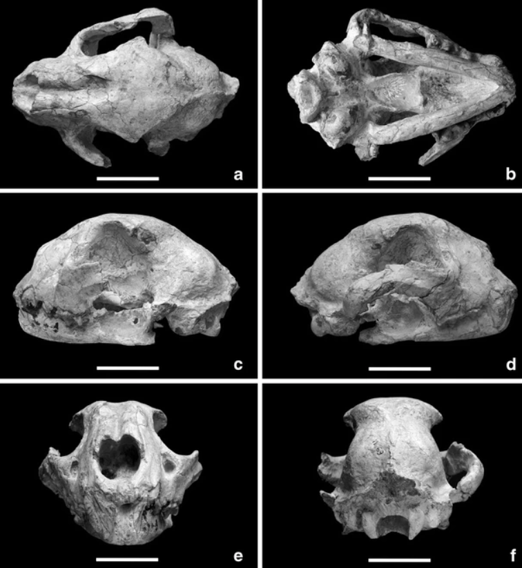 Black-and-white photos of a felid skull in top, bottom, left, right, front, and back views. There is a 5cm scale bar below the skull, showing that the total length is between 15-20 cm.